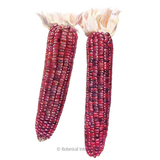 75 Bloody Butcher Corn Seeds - Vibrant Red Indian Corn - Heriloom Corn Seeds