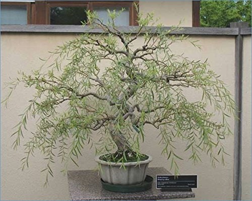 Bonsai Tree - Dragon Willow Tree - Large Thick Trunk - Fast Growing Indoor/Outdoor Bonsai Tree Cutting - Ships Bare Root