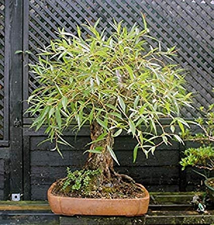 Bonsai Tree Willow Bundle - 3 Large Trunk Bonsai Tree Cuts - Get one Each Golden Curls, Globe, Austraulian - Ready to Plant