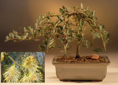 Bonsai Tree Willow Bundle - 3 Large Trunk Bonsai Tree Cuts - Get one Each Golden Curls, Globe, Austraulian - Ready to Plant