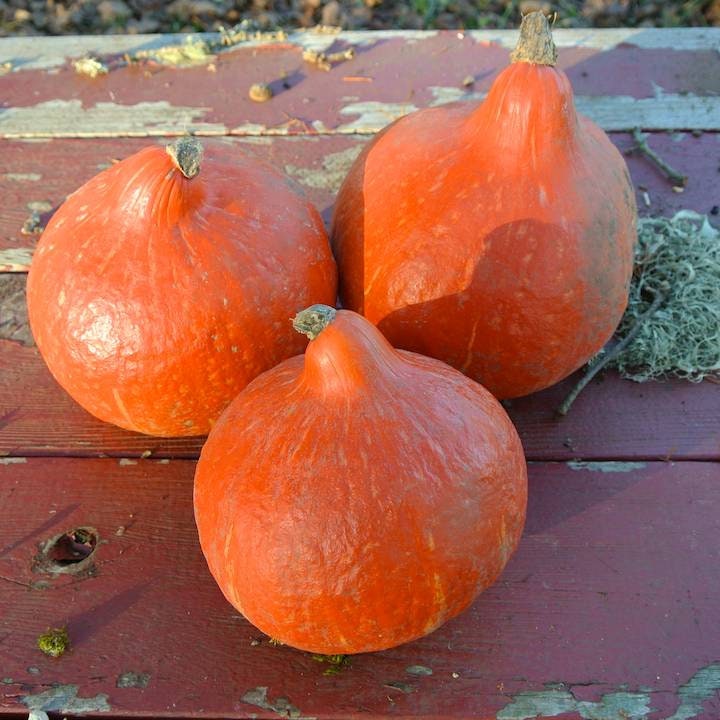 10 Red Kuri Seeds - Organic Squash, Non-GMO - 10 kabocha squash seeds