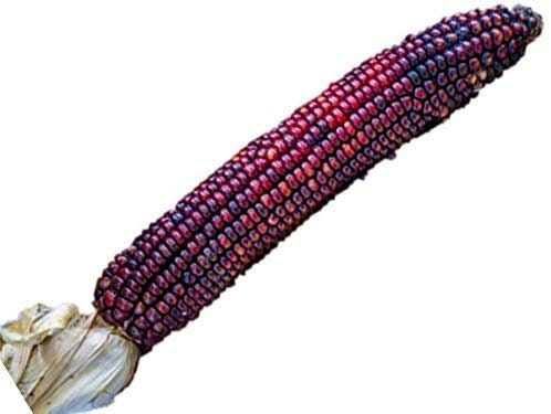 Jimmy Red Corn Seeds - Vibrant Red Bootlegger Corn - Heirloom Corn Seeds - Used for Shine