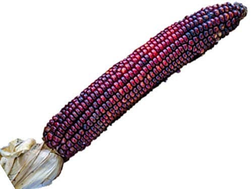 75 Bloody Butcher Corn Seeds - Vibrant Red Indian Corn - Heriloom Corn Seeds