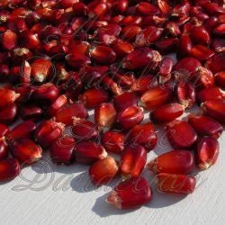 Jimmy Red Corn Seeds - Vibrant Red Bootlegger Corn - Heirloom Corn Seeds - Used for Shine