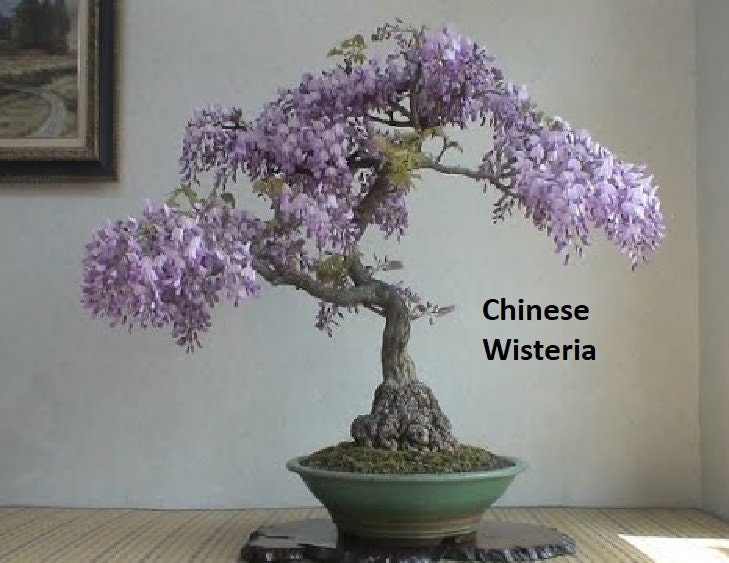 Flowering Bonsai Tree Seed Bundle #1 - 3 Types of Flowering Tree Seeds to Grow as Bonsai Tree, Chinese Wisteria, Judas Tree, Blue Jacaranda