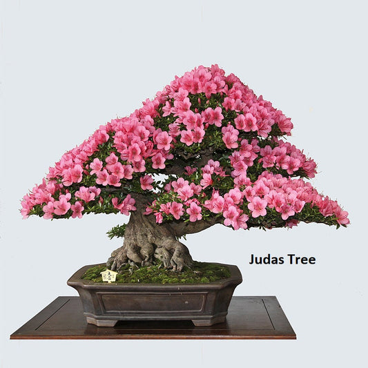 Bonsai Judas Tree Seeds | 10 Seeds | Flowering Tree Prized for Bonsai