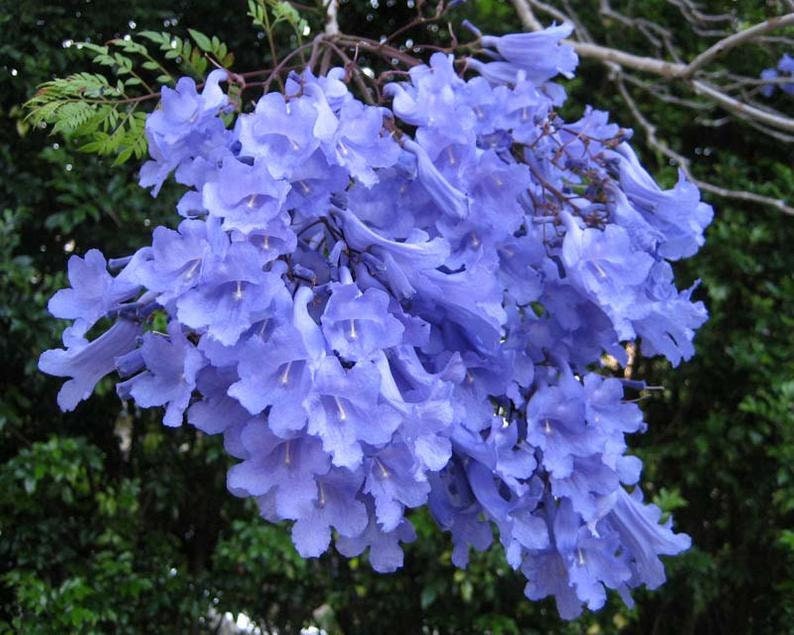 Bonsai Tree Seeds - Blue Jacaranda Tree Seeds (Jacaranda mimosifolia) 20+Seeds