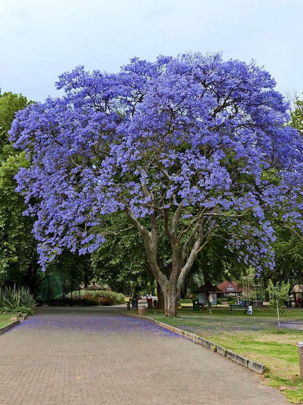 Bonsai Tree Seeds - Blue Jacaranda Tree Seeds (Jacaranda mimosifolia) 20+Seeds