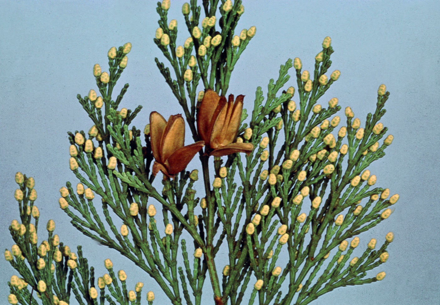 5 Incense Cedar Branches - 18 inches long. Beautiful Fall Decor, Wedding, Christmas. Juniper Branches, Boughs