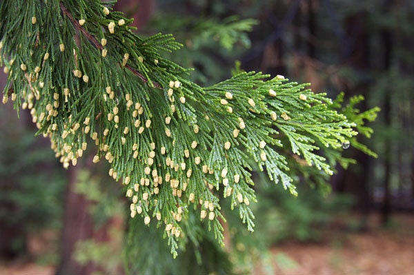 5 Incense Cedar Branches - 18 inches long. Beautiful Fall Decor, Wedding, Christmas. Juniper Branches, Boughs
