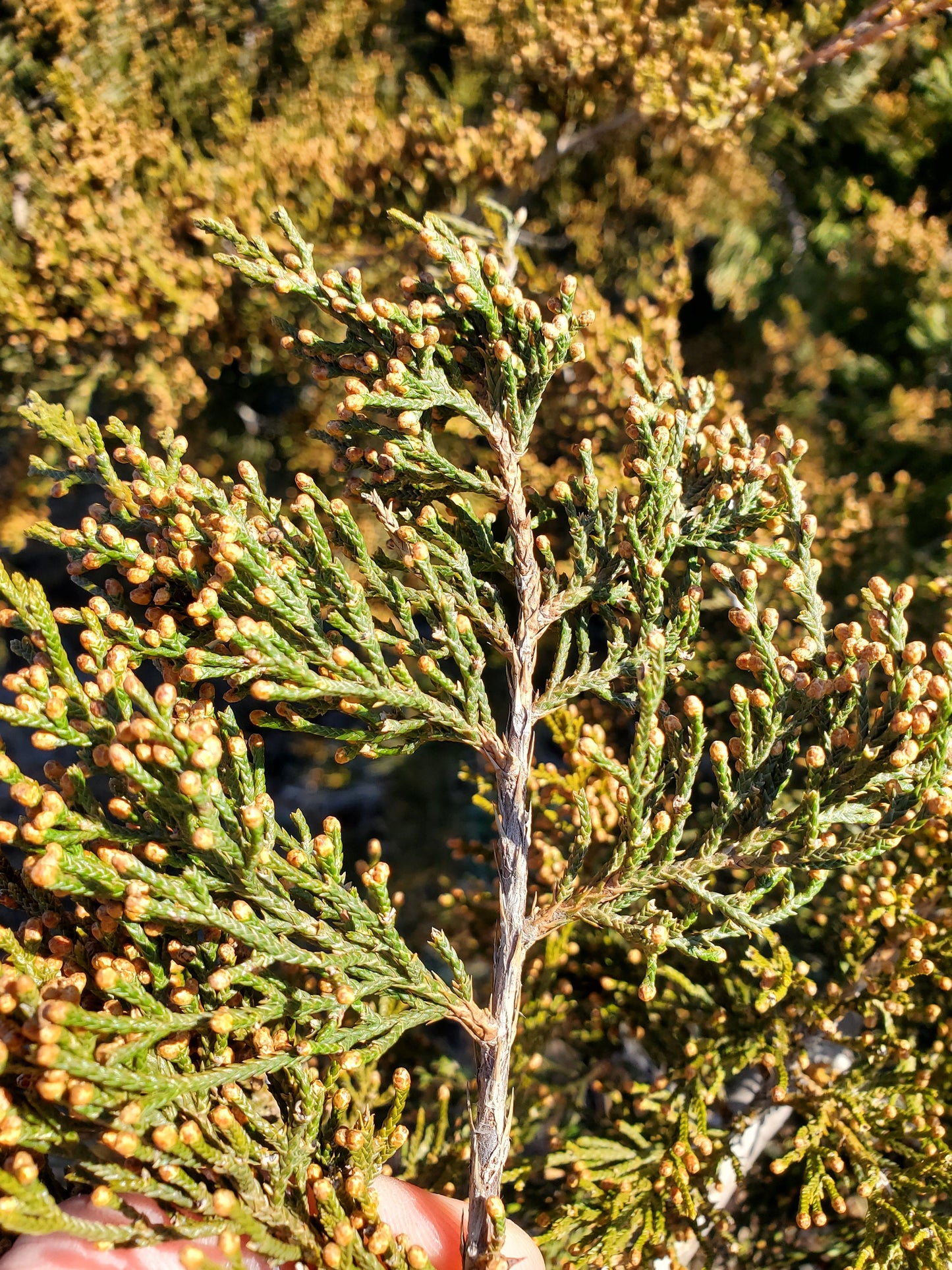 20 Incense Cedar Branches - 18 inches long. Beautiful Fall Decor, Wedding, Christmas. Juniper Branches, Boughs