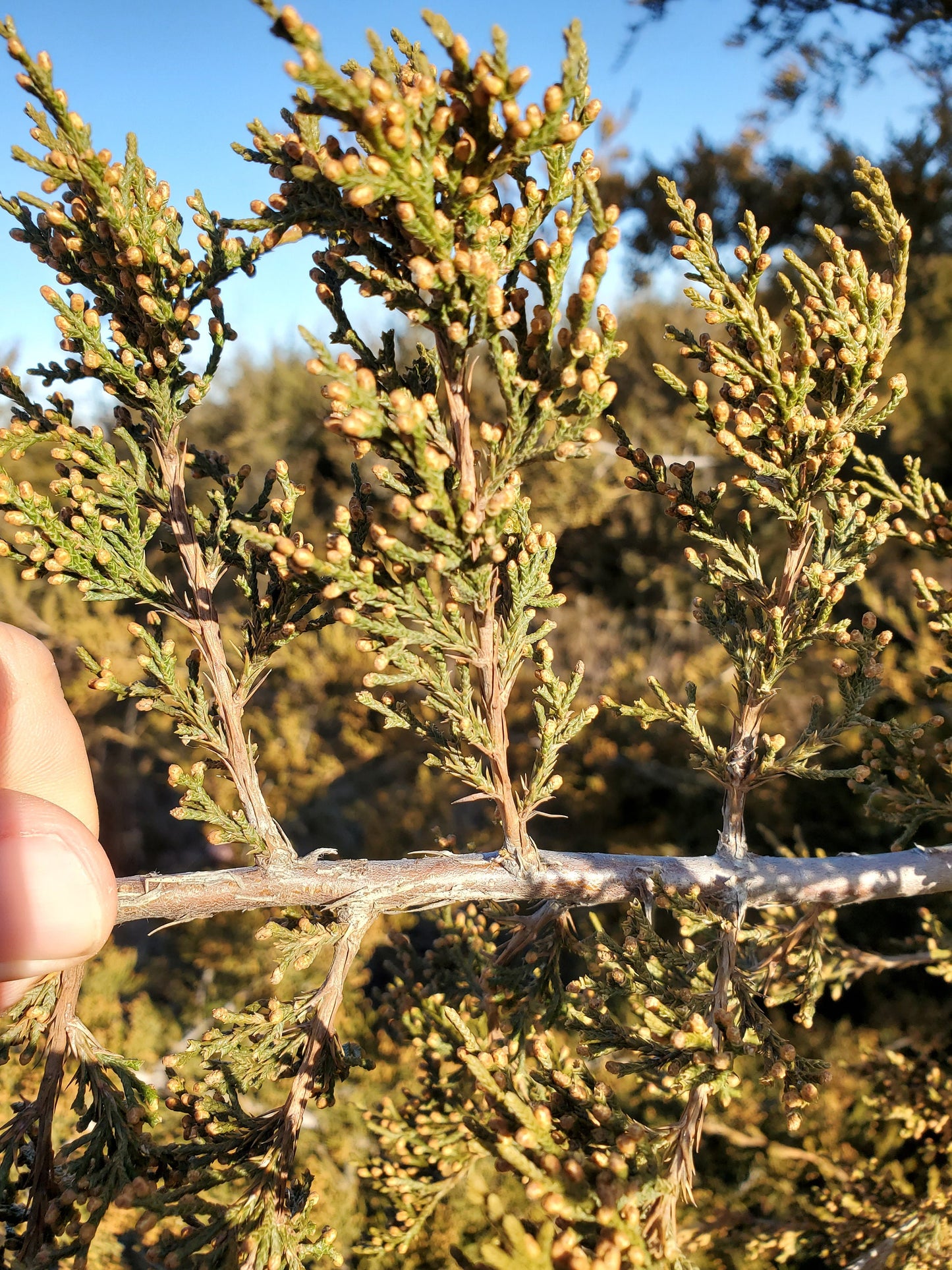 20 Incense Cedar Branches - 18 inches long. Beautiful Fall Decor, Wedding, Christmas. Juniper Branches, Boughs