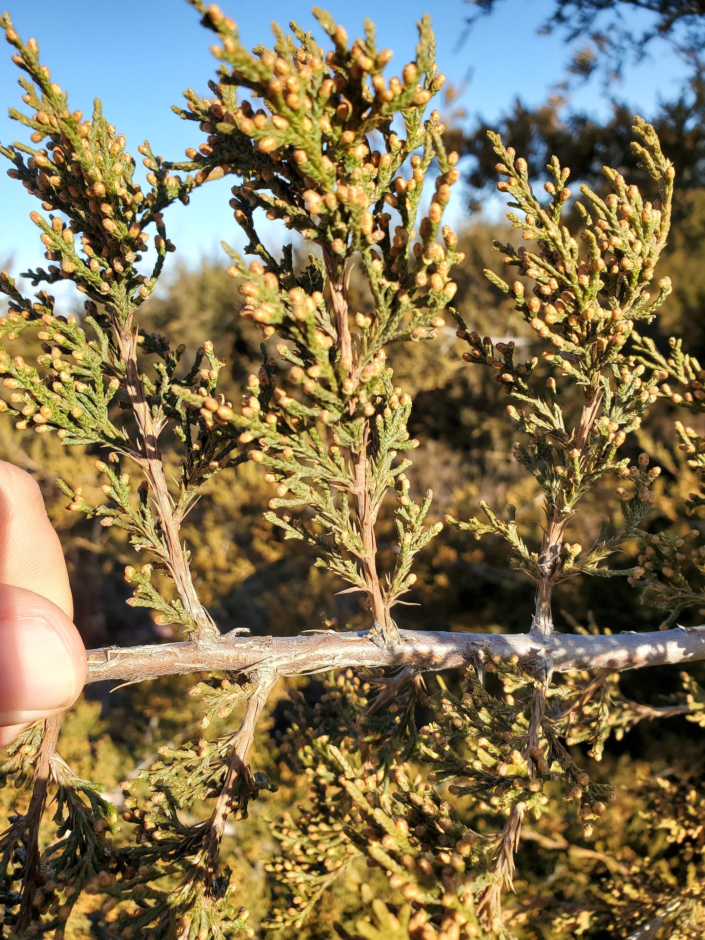 5 Incense Cedar Branches - 18 inches long. Beautiful Fall Decor, Wedding, Christmas. Juniper Branches, Boughs