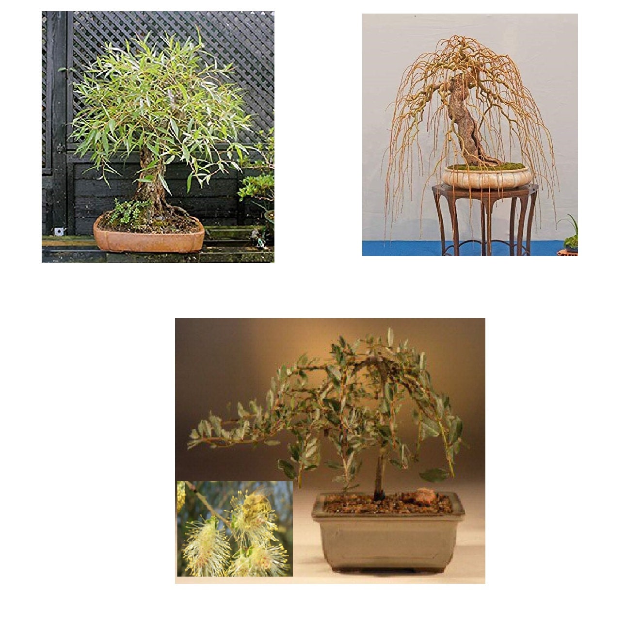 Bonsai Tree Willow Bundle - 3 Large Trunk Bonsai Tree Cuts - Get one Each Golden Curls, Globe, Austraulian - Ready to Plant