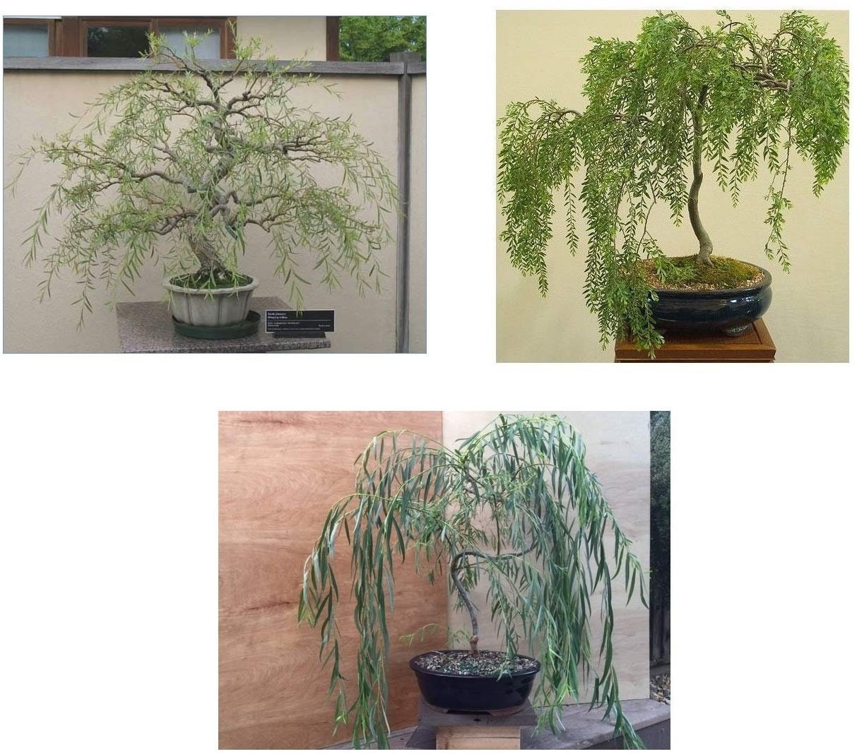 Ultimate Willow Bonsai Bundle - 9 Types o Exotic Willow Cuttings to Grow as Bonsai