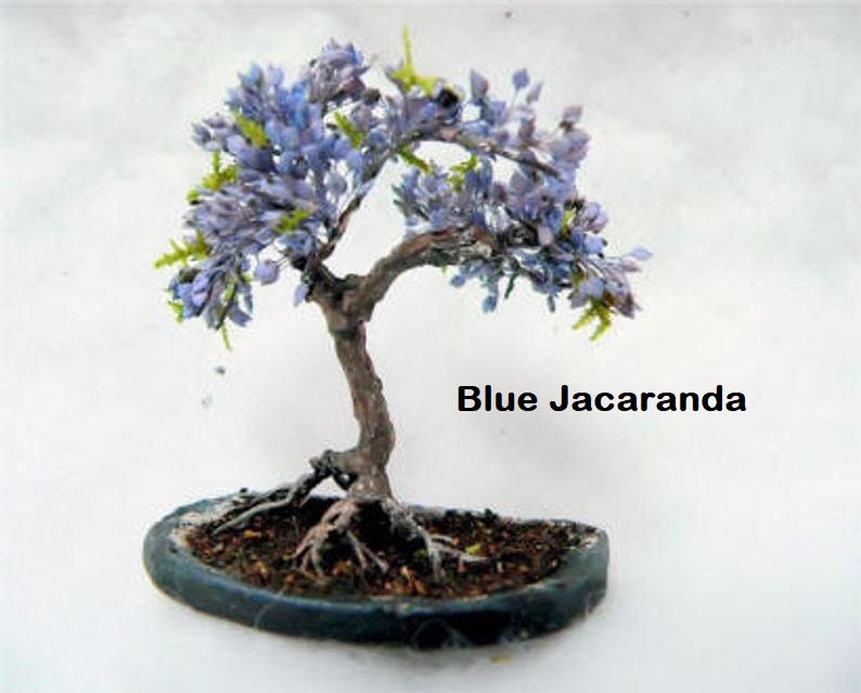 Flowering Bonsai Tree Seed Bundle #1 - 3 Types of Flowering Tree Seeds to Grow as Bonsai Tree, Chinese Wisteria, Judas Tree, Blue Jacaranda