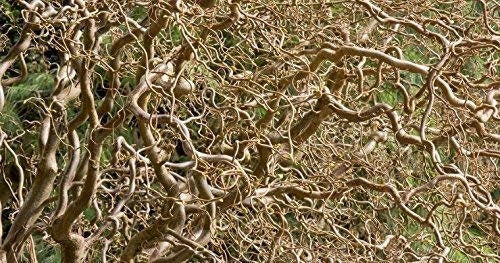 Gold Corkscrew Willow Tree Cutting - Rare and Unique Curly Leaves and Branches