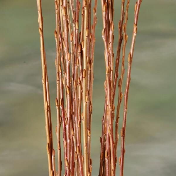 Make Willow Water - 25 thin willow cuttings to make Willow Water, Natural Rooting Hormone - Just add Water