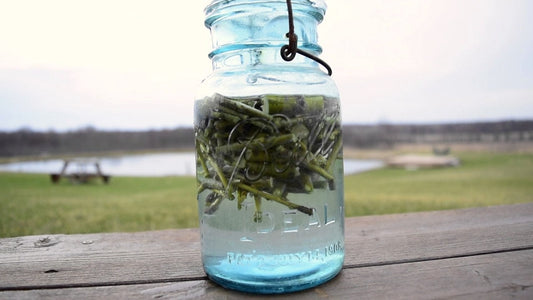 Make Willow Water - 25 thin willow cuttings to make Willow Water, Natural Rooting Hormone - Just add Water