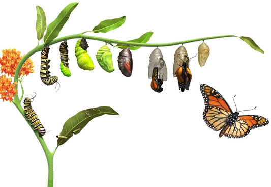 Monarch Butterfly Garden Seeds - Grow a Butterfly Garden for Monarch Butterflies to Thrive - Perrenial Butterfly Garden