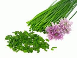 Fresh Chive Seeds for Planting - allium schoenoprasum - Culinary Herb, Non-GMO