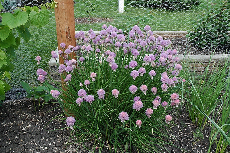 Fresh Chive Seeds for Planting - allium schoenoprasum - Culinary Herb, Non-GMO