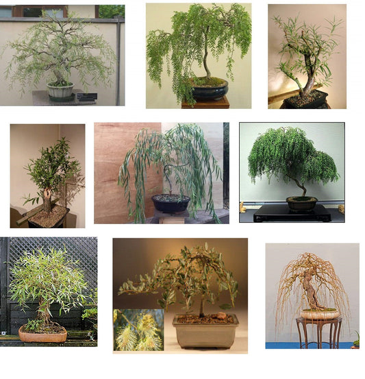 Ultimate Willow Bonsai Bundle - 9 Types o Exotic Willow Cuttings to Grow as Bonsai