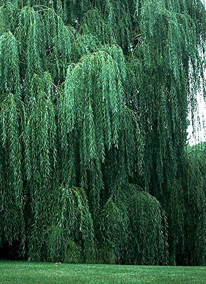 2 Bright Green Weeping Willow Cuttings - Vibrant Green Wood and Leaves