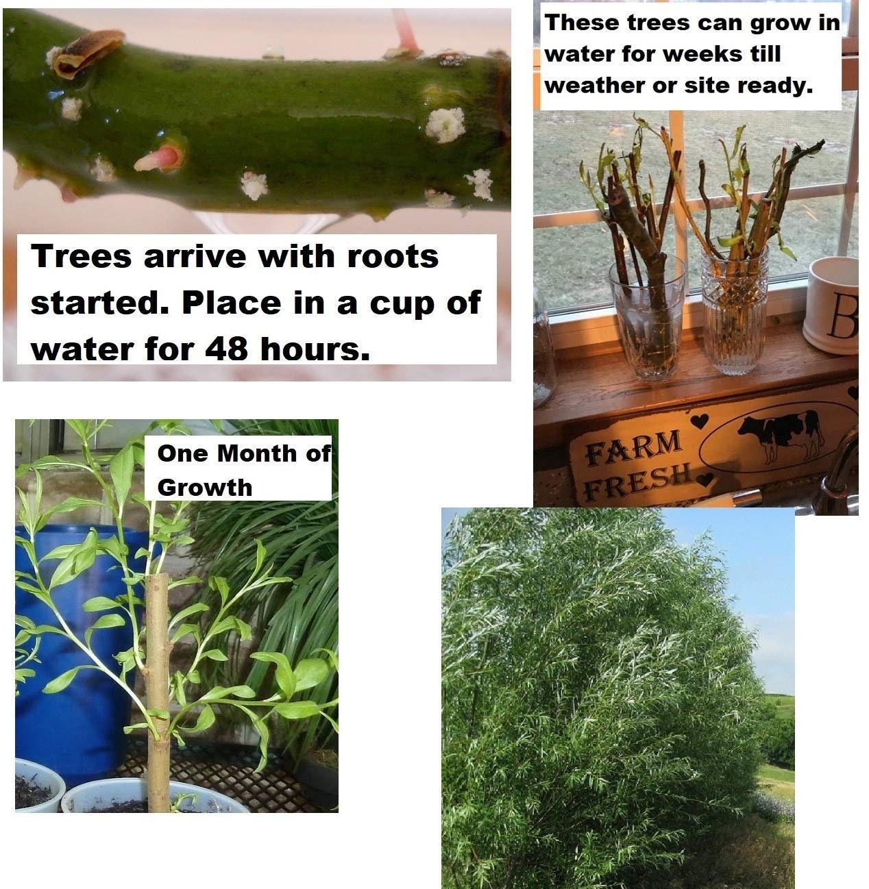 STEM Project - Grow a Tree - Aussie Willow Cutting to Grow _ Very Fast Growing