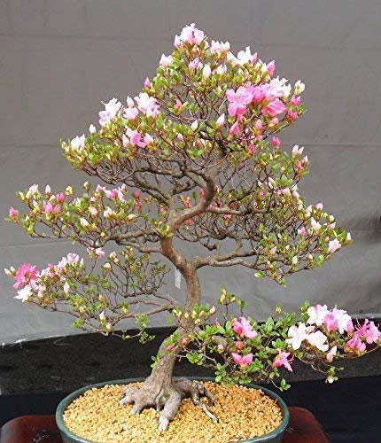 Japanese Cherry Blossom Bonsai Tree Seeds - Flowering Sakura Bonsai Seeds