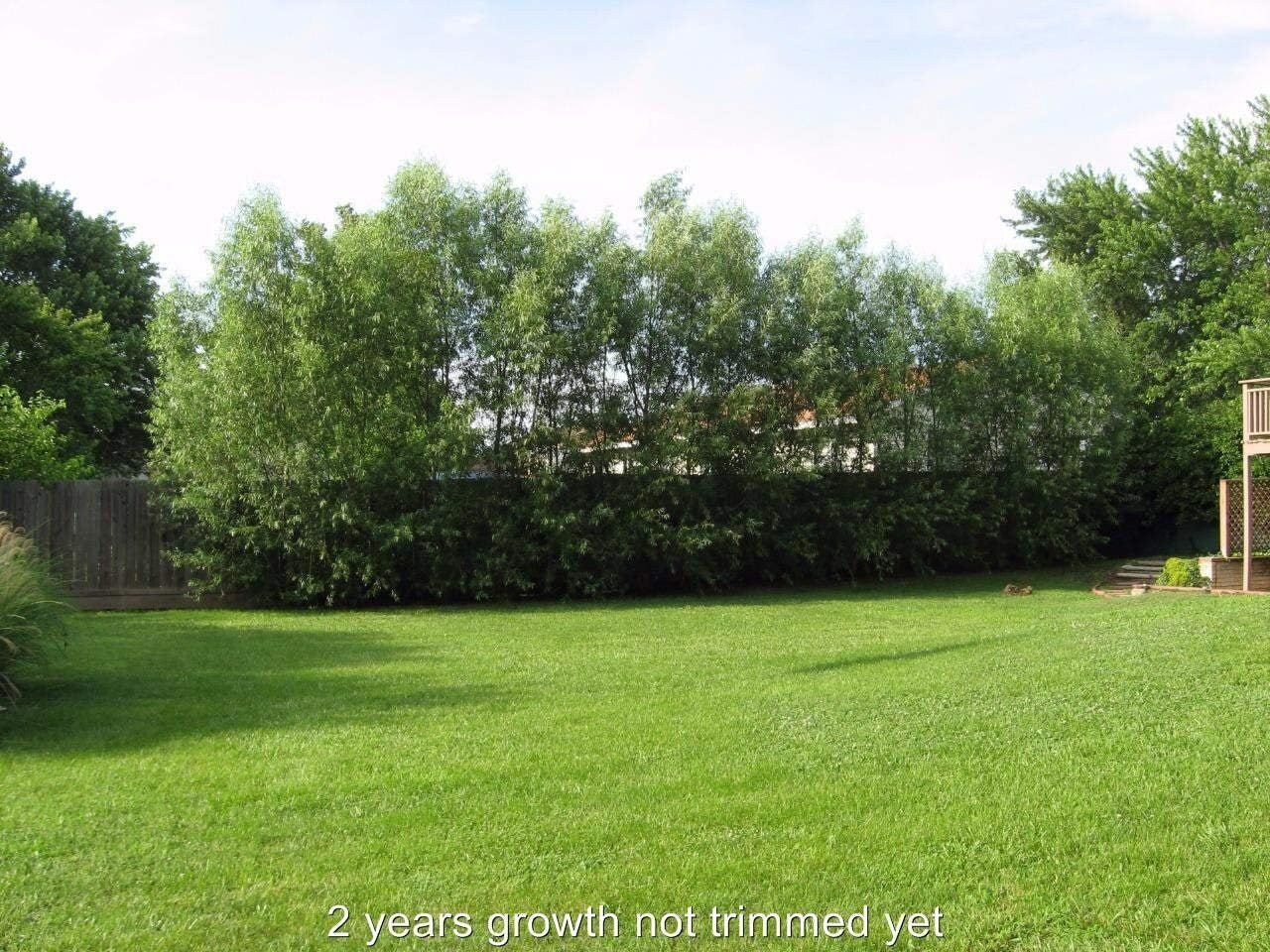 50 Hybrid Willow Trees - Ready to Plant - Fast Growing Shade and Privacy Tree