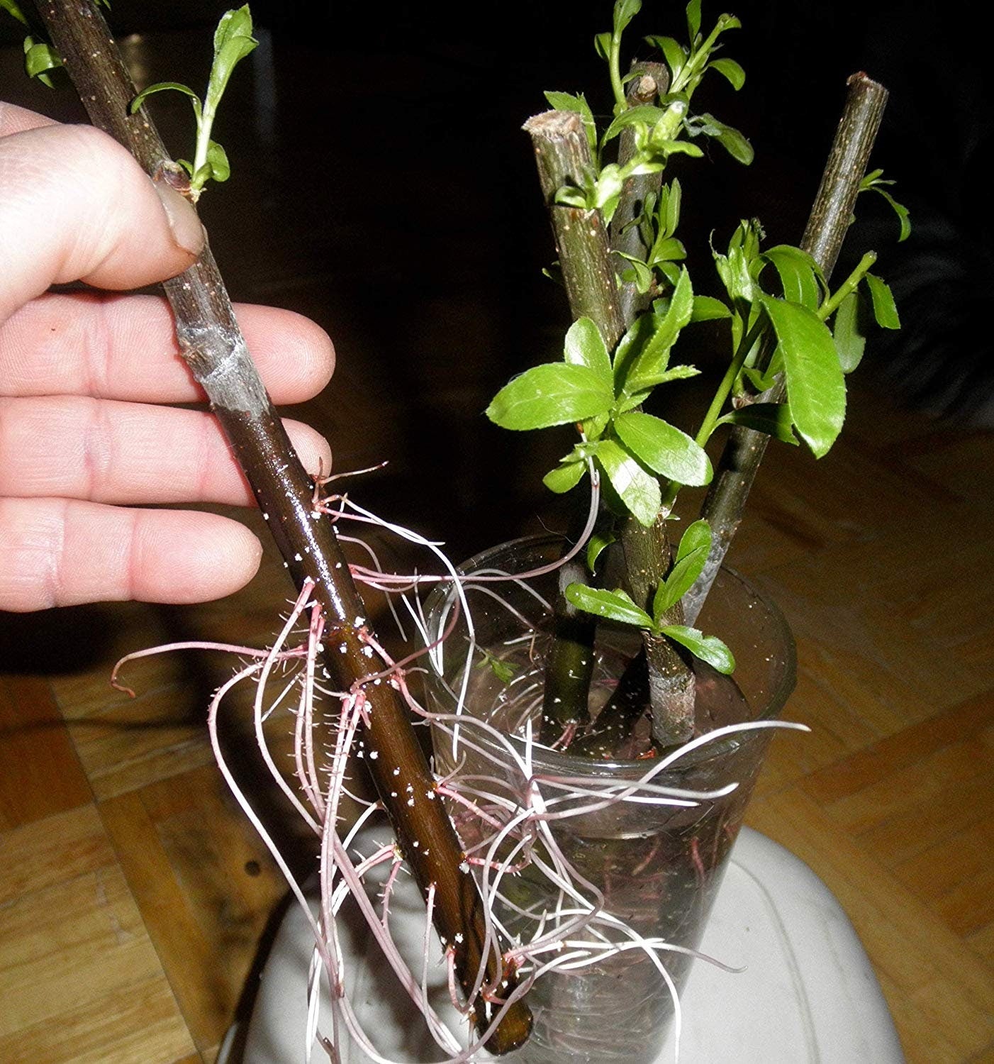 40 Hybrid Willow Trees - Ready to Plant - Fast Growing Trees