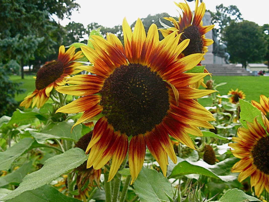 50 Autumn Beauty Sunflower Seeds