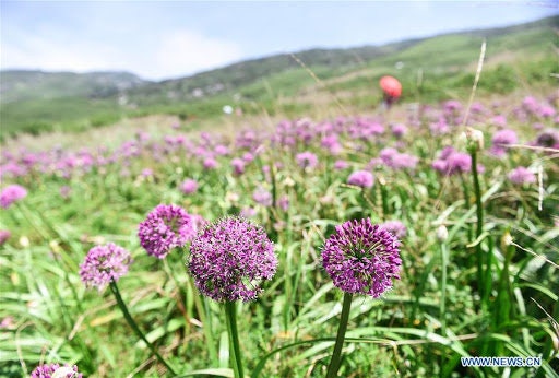 Fresh Chive Seeds for Planting - allium schoenoprasum - Culinary Herb, Non-GMO