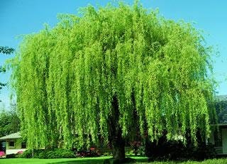 2 Wisconsin Weeping Willow Cuttings - Vibrant Green Wood and Leaves