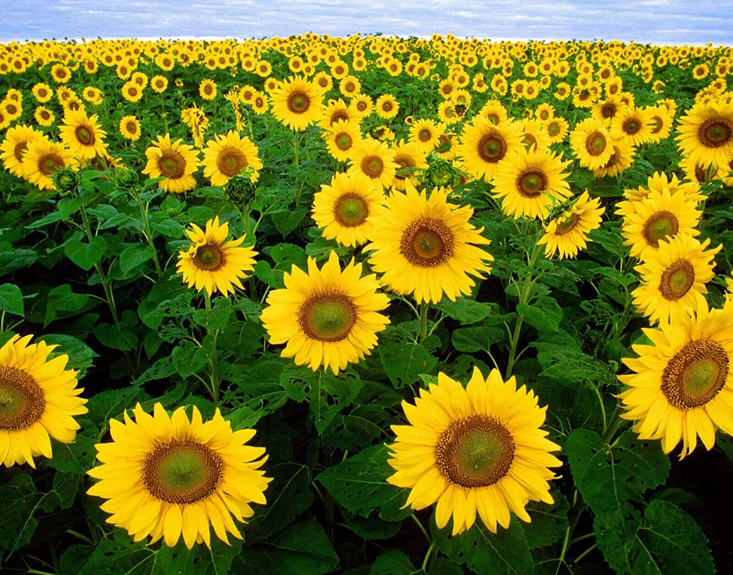 Yellow Giant Sunflower Seeds to Plant - Huge 2 ft Wide Flowers - A Real Giant