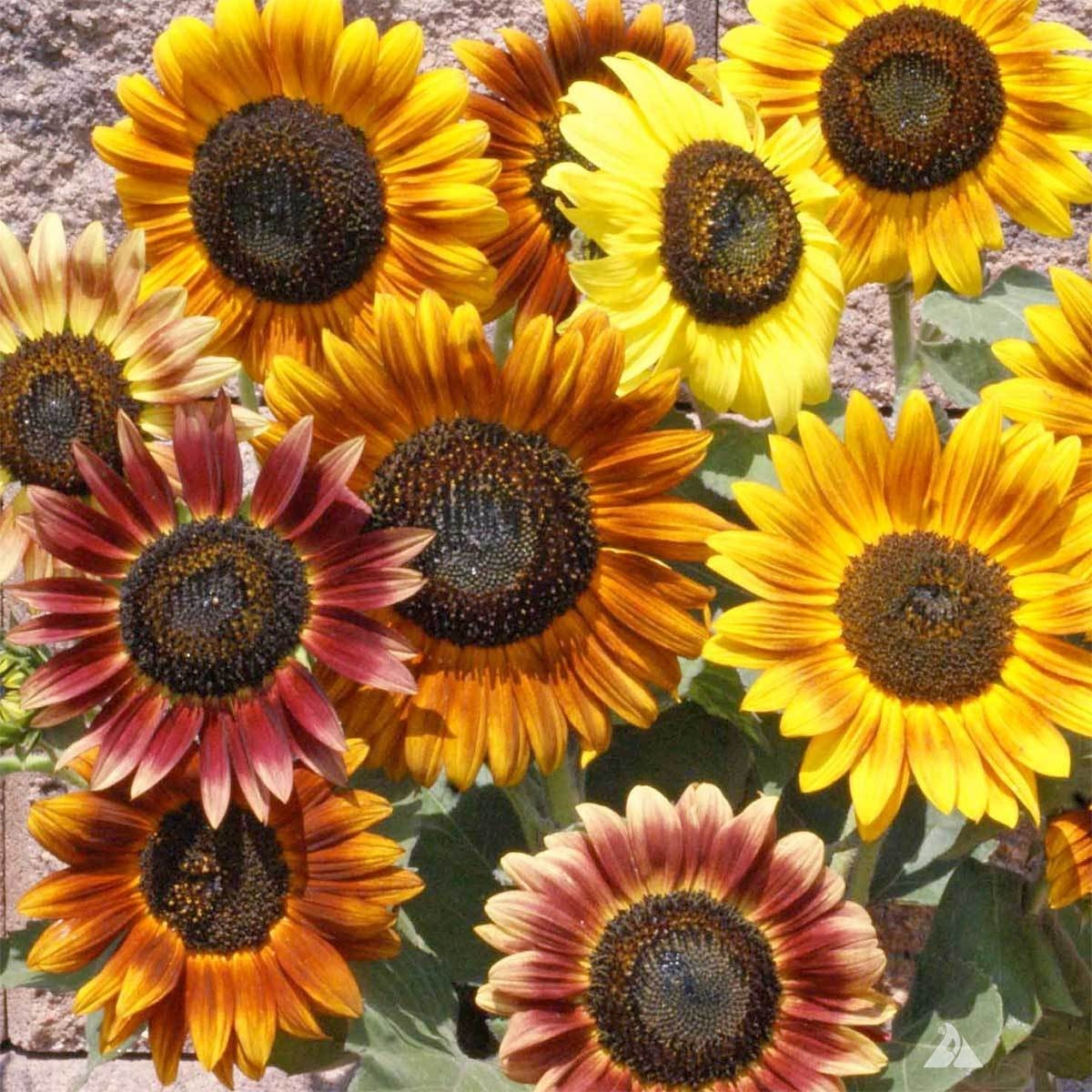 50+ Sunflower Seeds Mix - Crazy Mix - 15+ Varieties, Easy and Fun to Grow