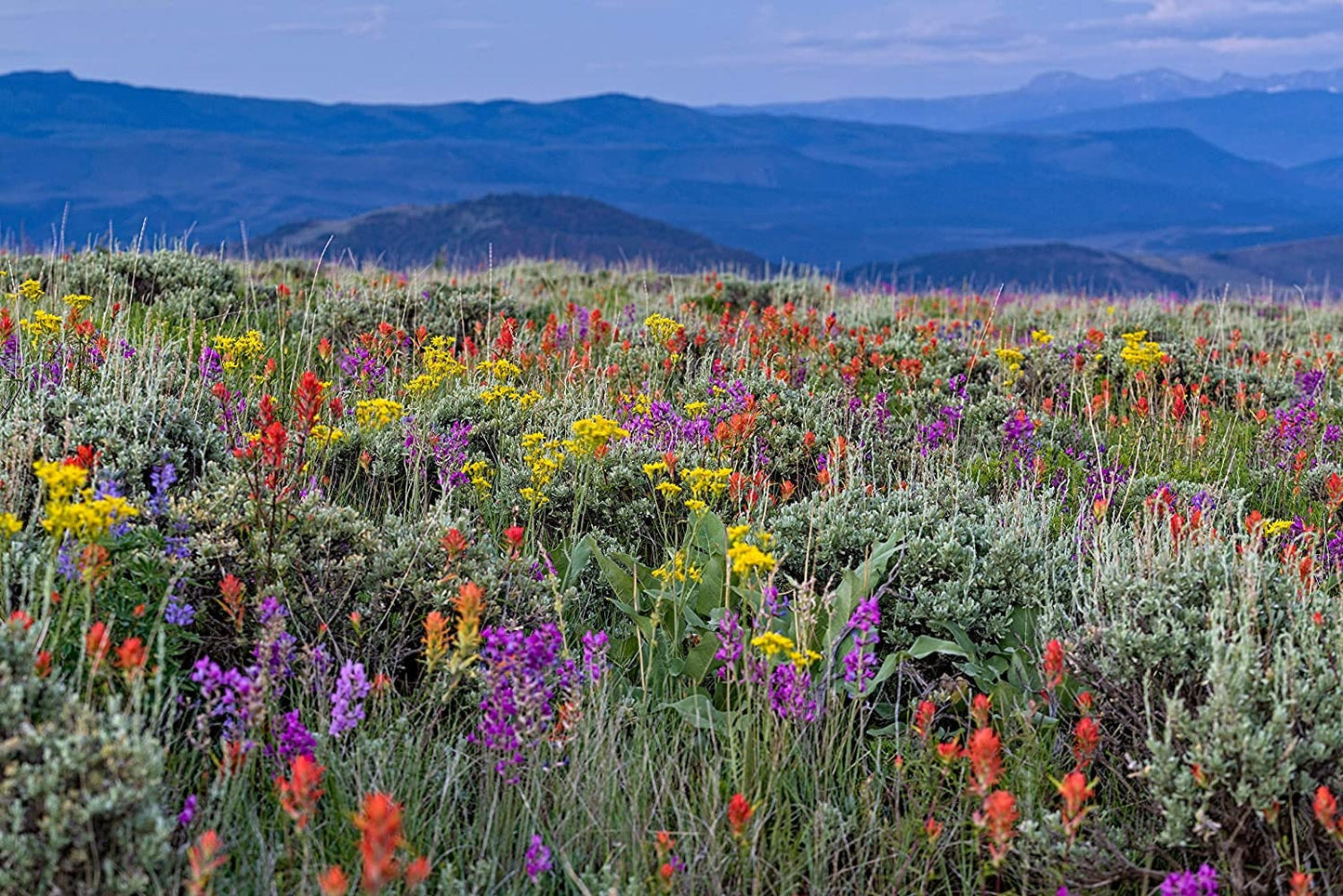 Drought Tolerant Wild Flower Seeds Kit - Open-Pollinated Bulk Flower Seed Mix for Beautiful Perennial, Annual Garden Flowers - 20 sq ft