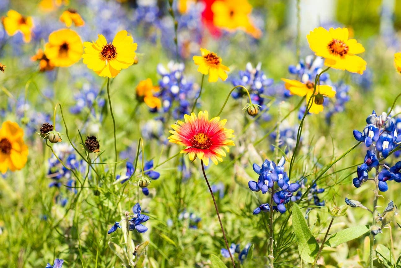 Drought Tolerant Wild Flower Seeds Kit - Open-Pollinated Bulk Flower Seed Mix for Beautiful Perennial, Annual Garden Flowers - 20 sq ft