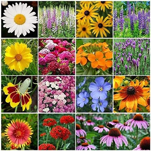 Wildflower Seeds | 1000+ Seeds | Butterflies, Hummingbirds