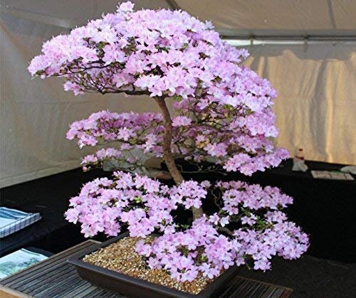 Japanese Cherry Blossom Bonsai Tree Seeds - Flowering Sakura Bonsai Seeds