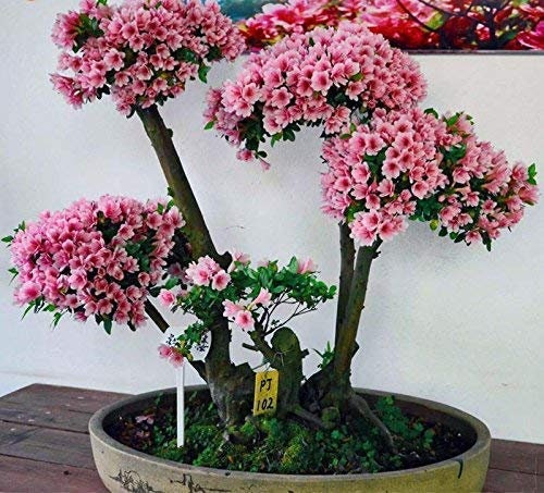 Japanese Cherry Blossom Bonsai Tree Seeds - Flowering Sakura Bonsai Seeds