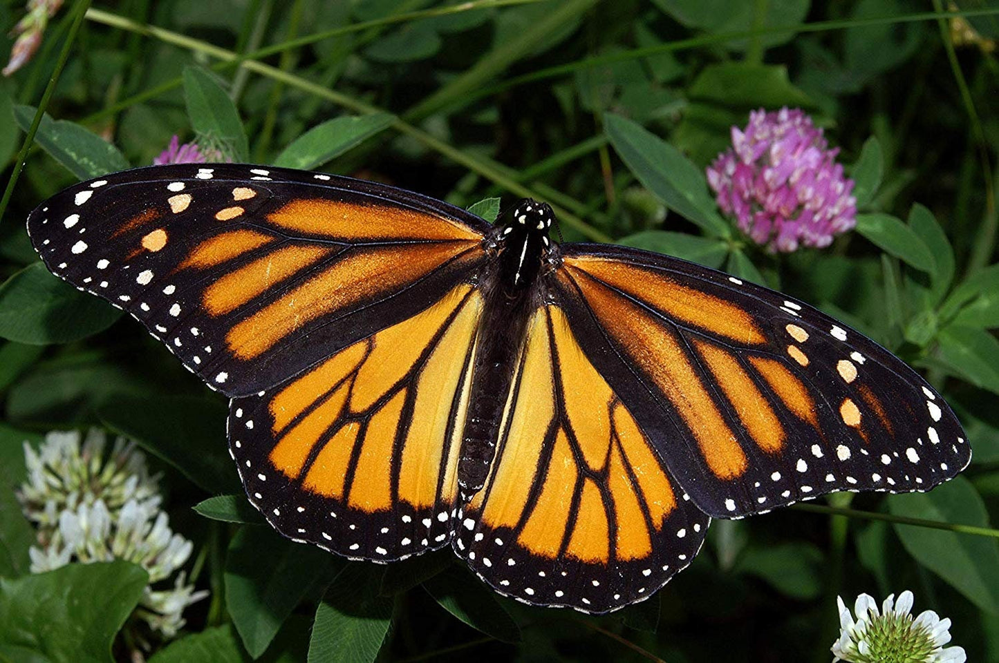 Outdoor STEM Kit. Grow a Pollinator Garden that Hummingbirds and Butterflies Love. Monarch Butterfly