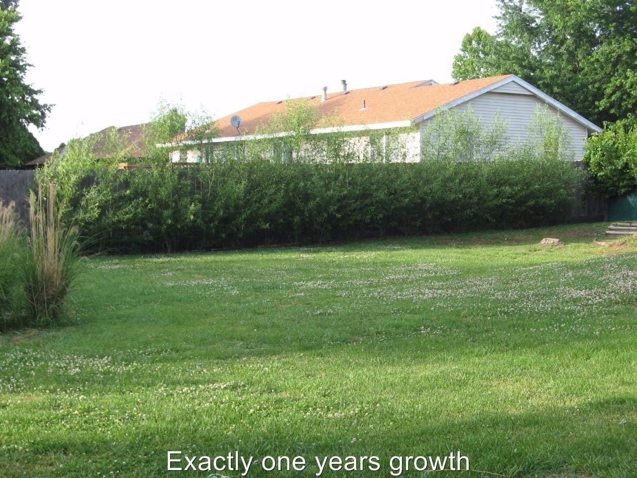 50 Hybrid Willow Trees - Ready to Plant - Fast Growing Shade and Privacy Tree