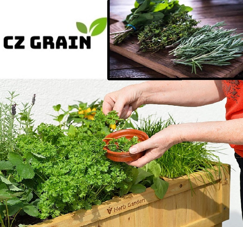 Cilantro Seeds | 250 Seeds | Herb Garden Seeds for Planting. Indoor Herb Garden,Good Outdoor Herbs