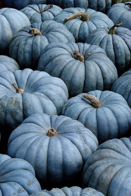 Exotic Blue Pumpkin Seeds | 20 Pack | Blue Jarrahdale Pumpkin Seeds