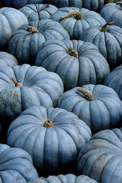 Exotic Blue Jarrahdale Pumpkin Seeds | 20 Pack |  Made in USA, Ships from Iowa.