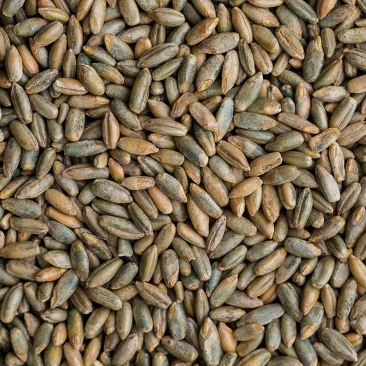 5 lbs Organic Rye Berries