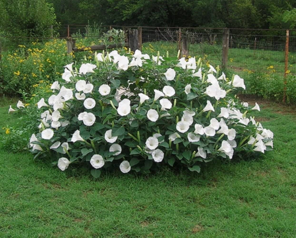 50 Moonflower Seeds | Blooms at Night, Reflects Moonlight, Exotic Night Blooming Annual Flower Seeds, A Night Sunflower