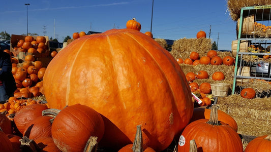 Pumpkin Atlantic Seeds | Grow Giant Pumpkins | 10 Seeds | Pumpkin Seeds for Planting